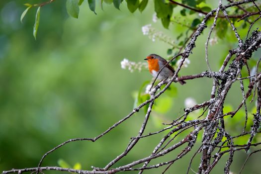 Robin (Erithacus rubecula)