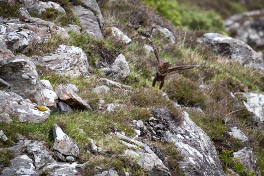 Common Buzzard (Buteo buteo)