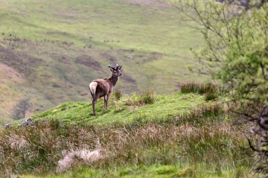 Red Deer (Cervus elaphus)