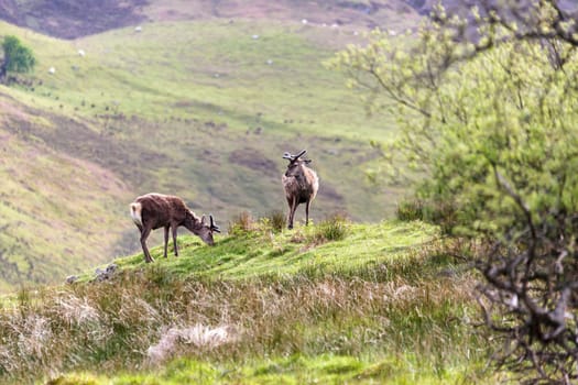 Red Deer (Cervus elaphus)