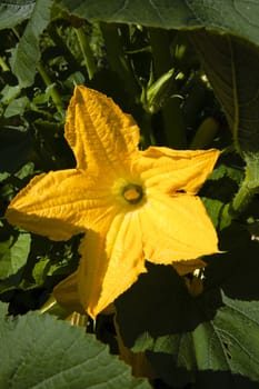 big yellow pumpkin flower in morning sunlight