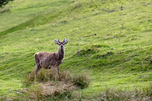 Red Deer (Cervus elaphus)