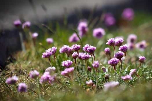 Sea Pinks (Armeria)