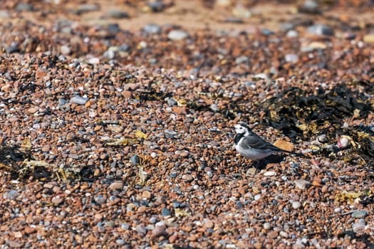 Pied Wagtail (Motacilla alba)