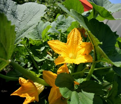 big yellow pumpkin flower in morning sunlight