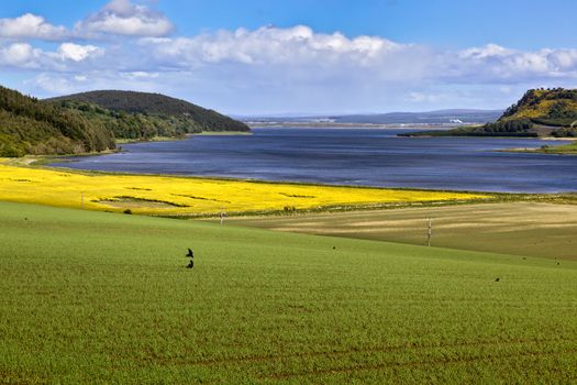 Rape Seed Field near Munlochy Bay