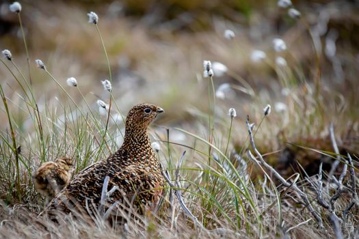 Female Red Grouse (lagopus lagopus scotica)