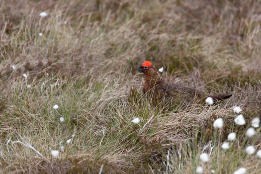 Male Red Grouse (Lagopus lagopus)