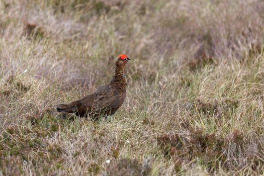 Red Grouse (Lagopus lagopus)