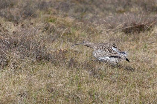 Eurasian Curlew (Numenius arquata)