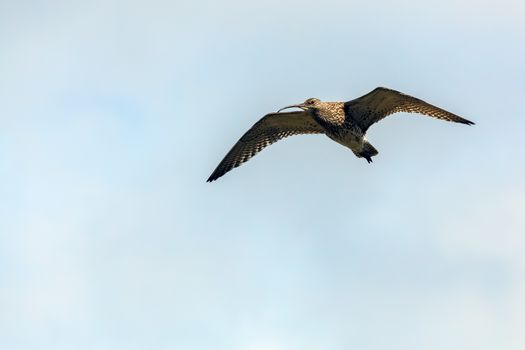 Eurasian Curlew (Numenius arquata)