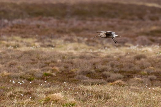 Eurasian Curlew (Numenius arquata)