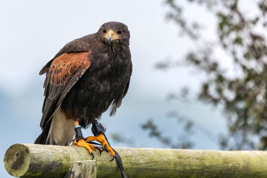 Harris Hawk (Parabuteo unicinctus)