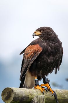 Harris Hawk (Parabuteo unicinctus)