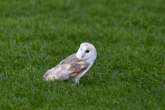 Barn Owl (Tyto alba)