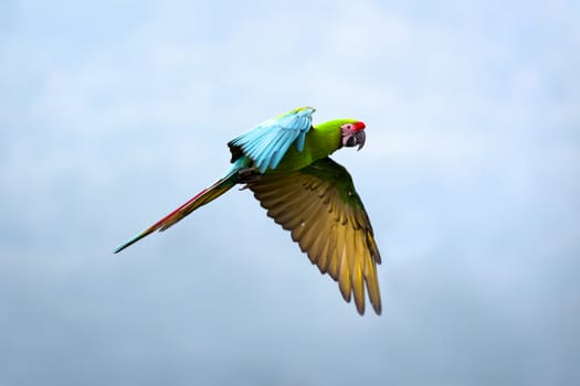 Military Macaw (Ara militaris)