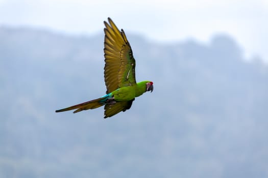 Military Macaw (Ara militaris)