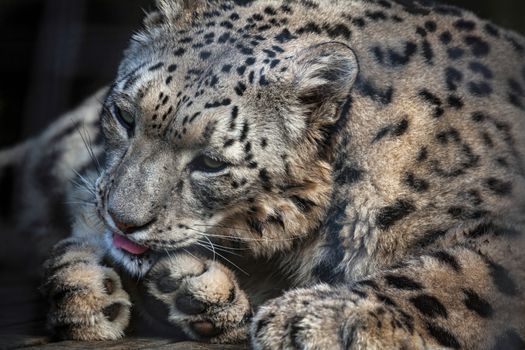 Snow Leopard (Panthera uncia)