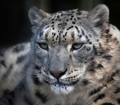 Snow Leopard (Panthera uncia)