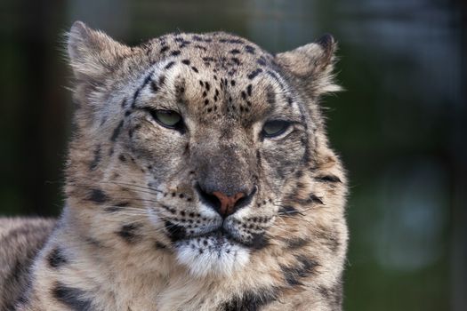 Snow Leopard (Panthera uncia)