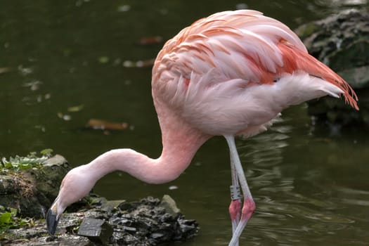 Chilean Flamingo (Phoenicopterus chilensis)