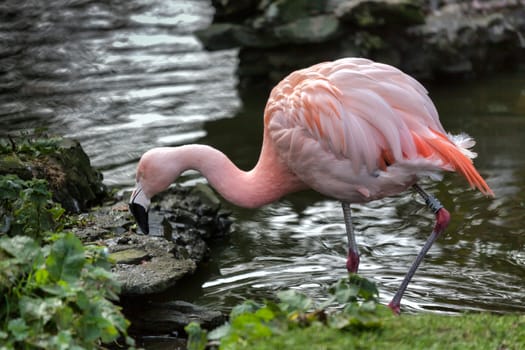 Chilean Flamingo (Phoenicopterus chilensis)