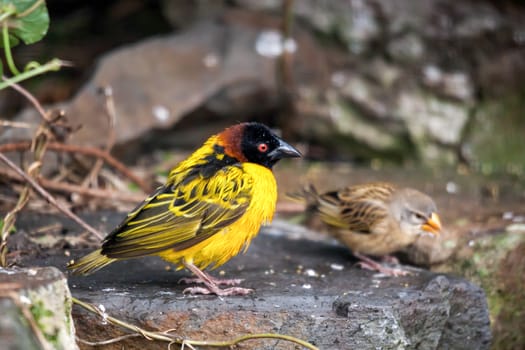 Black-headed Weaver (Ploceus cucullatus)