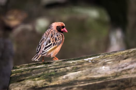 Red-billed Quelea (Quelea quelea)