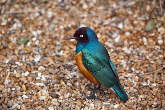 Superb Spreo Starling (Lamprotornis superbus)