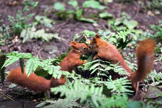 Two Eurasian Red Squirrels (Sciurus vulgaris) Playing