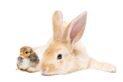 Rabbit and chicken on white background, isolation, Russia