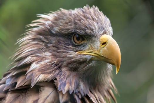 White-tailed Sea Eagle (Haliaeetus albicilla)