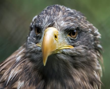 White-tailed Sea Eagle (Haliaeetus albicilla)