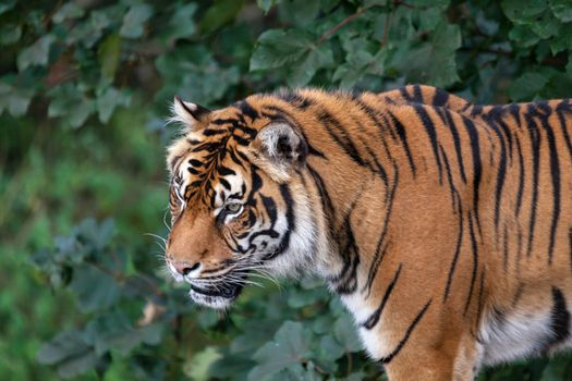 Sumatran Tiger (Panthera tigris sumatrae)