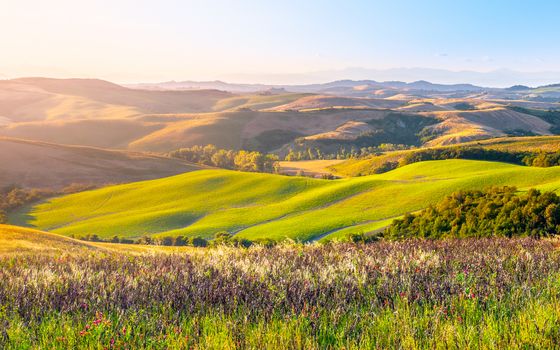 Evening in Tuscany. Hilly Tuscan landscape in golden mood at sunset time with silhouettes of cypresses and farm houses near Montaione, Italy.