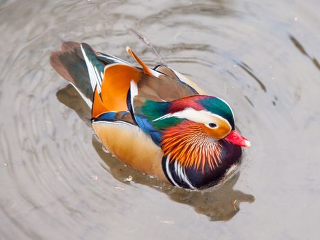 Mandarin duck, Aix galericulata, in the water