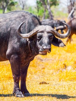 Close-up portrait of african Cape buffalo, Syncerus caffer, Moremi Game Reserve, Okavango Region, Botswana, Africa.