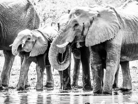 Herd of thirsty african elephants drinking water at waterhole. Moremi Game Reserve, Okavango Region, Botswana. Black and white image.
