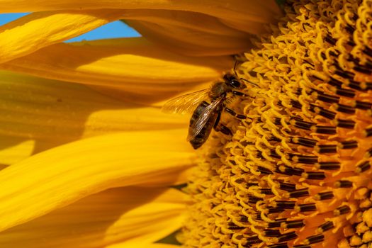 Honey Bee on Sunflower, , close up macro