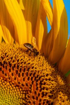 Honey Bee on Sunflower, , close up macro