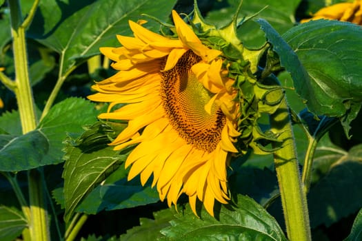 Sunflower field in morning sunlight, close up