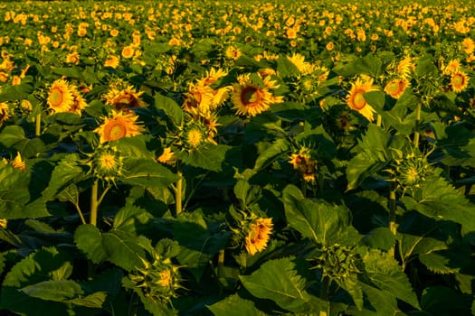 Sunflower field in morning sunlight, agriculture and farming concept