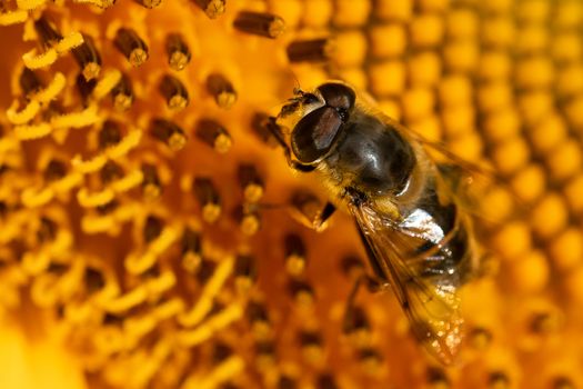 Bee like pollinating fly on Sunflower, close up macro