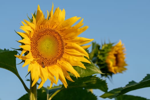 Sunflower field in morning sunlight, close up