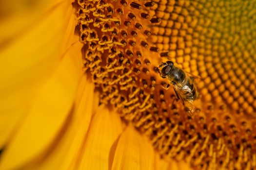 Bee like pollinating fly on Sunflower, close up macro