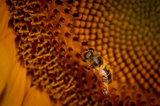 Bee like pollinating fly on Sunflower, close up macro