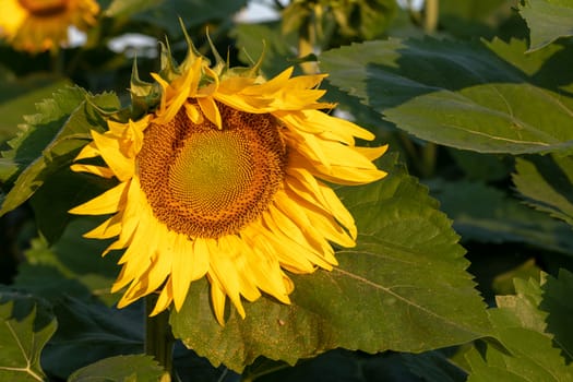 Sunflower field in morning sunlight, close up