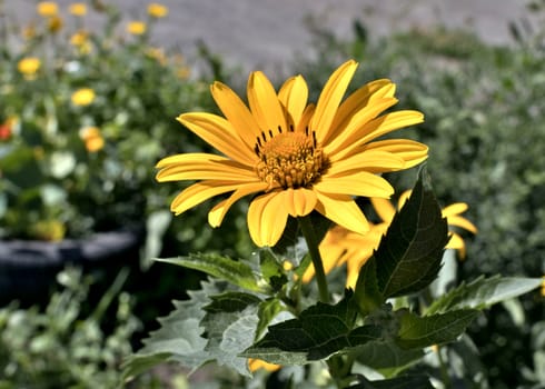 yellow flowers heliopsis sun, a plant with the Latin name Heliopsis