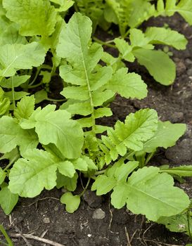 radish daikon grows in the garden on a bright Sunny day