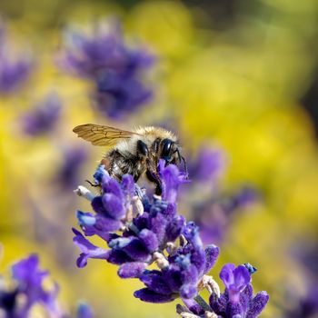 diligent bee sucks lavender nectar, summer concept, shallow focus